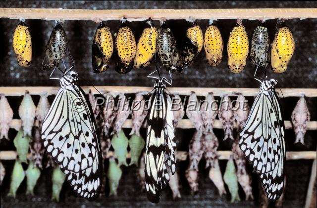 metamorphose papillon 2.JPG - MétamorphoseIdea leuconoeLepidoptera, DanaidaeSerre à papillons, France